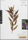 Foto von Salix fragilis L. x Salix triandra L.